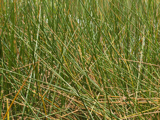 Numerous water reeds intersecting each other in aquatic environment in South Australia, Australia