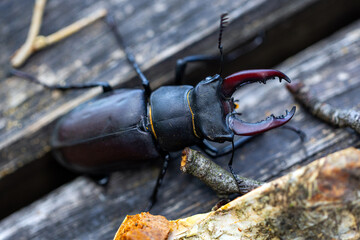 Lucanus cervus OR European stag beetle, or the greater stag beetle