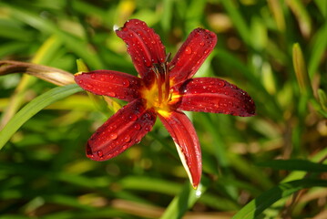 Hemerocallis rouge au jardin