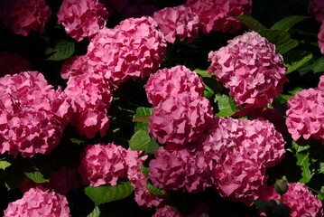 Hortensia rose au printemps