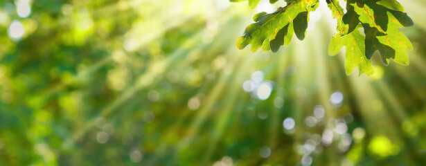 autumn oak tree leaf at the edge of blurred background with sun beams and defocused sun lights,...
