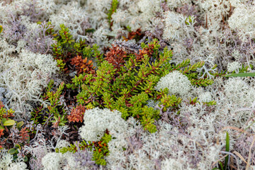 Arctic Tundra lichen moss close-up. Cladonia rangiferina, also known as reindeer cup lichen.