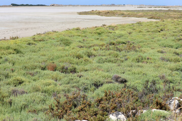 Fototapeta na wymiar Plants on a seaside beach