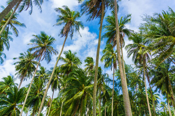Coconut palm tree on sea beach against blue sky with cloud