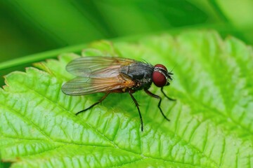 Closeup of a Fannia lustrator fly, on a green leaf in the garden