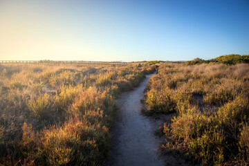 Obraz premium Path between bushes within the Salinas Regional Park of San Pedro del Pinatar, Region of Murcia, Spain with soft dawn light