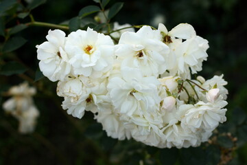 tea rose bush, beige color