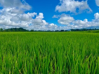 green field and blue sky