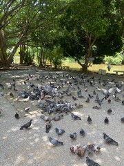 pigeons in the park