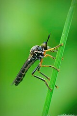 Closeup on a Common Red-legged Robberfly, Dioctria rufipes , perched on a grass straw