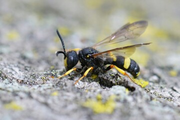 Closeup on an Ornate Tailed Digger Wasp , Cerceris rybyensis, on stone, macro view