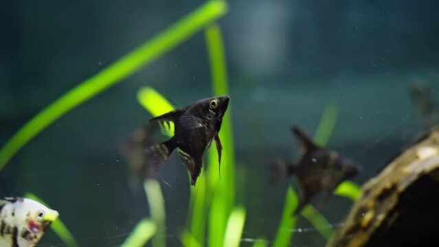 Freshwater angelfish swimming in aquarium. Pterophyllum scalare. Aquatic animals. 4K, UHD