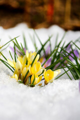 beautiful spring flowers crocuses spring break out from under the snow