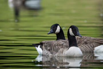 country goose branta canadensis