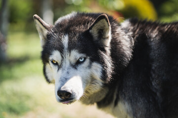 Angry husky dog, close-up photo. © Dmitri