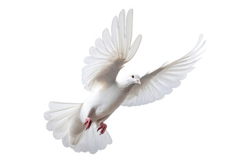 White dove flying on transparent PNG file and Clipping path .freedom concept and international day of peace