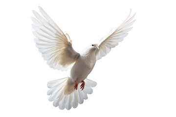 White dove flying on transparent PNG file and Clipping path .freedom concept and international day of peace - 669487477