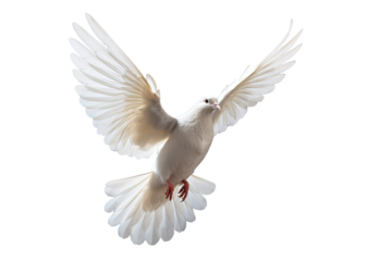 White dove flying on transparent PNG file and Clipping path .freedom concept and international day of peace