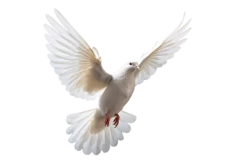 Fotobehang White dove flying on transparent PNG file and Clipping path .freedom concept and international day of peace © sakepaint