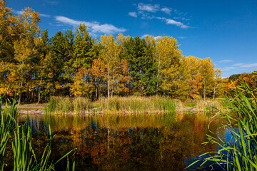 Pond in old dense autumn's forest with tall trees and a tranquil reflection in water on a bright sunny day.  Kreminna Nature Reserve, Lugansk reg., Ukraine.