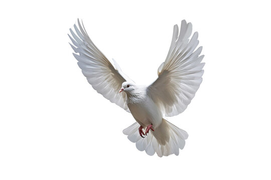 White dove flying on transparent PNG file and Clipping path .freedom concept and international day of peace