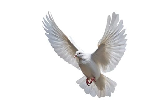 White dove flying on transparent PNG file and Clipping path .freedom concept and international day of peace