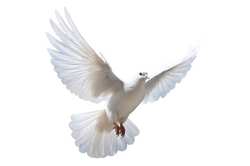 White dove flying on transparent PNG file and Clipping path .freedom concept and international day of peace - 669487639
