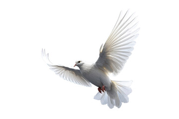 Obraz premium White dove flying on transparent PNG file and Clipping path .freedom concept and international day of peace