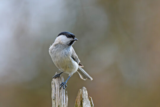 The marsh tit (Poecile palustris) is a passerine bird in the tit family Paridae and genus Poecile, closely related to the willow tit, P&egrave;re David's and Songar tits.