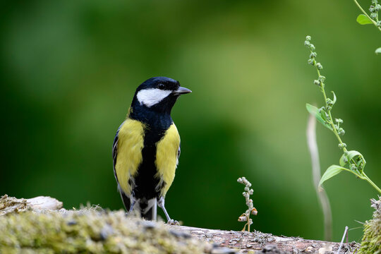 The Eurasian blue tit (Cyanistes caeruleus) is a small passerine bird in the tit family, Paridae.