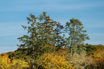 pine tree in the autumn