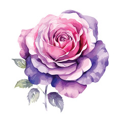 pink and purple rose illustration in watercolor style  isolated on white