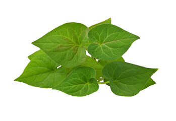 Plu Kaow leafม Houttuynia cordata Thunb on transparent png