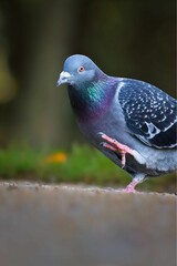dove/Taube