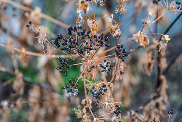 dry bushes with black seeds