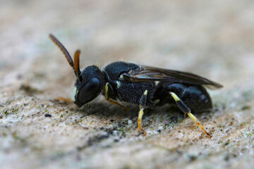 Closeup on a male of the rare and endangered punctate spatulate-masked bee, Hylaeus punctatus , found in Belgium