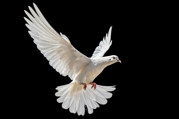 Fototapeta premium White dove flying on black background free Clipping path .international day of peace Generative ai