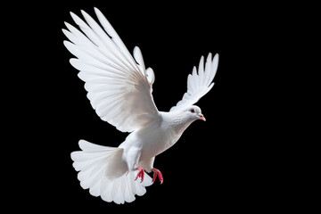 White dove flying on black background free Clipping path .international day of peace 