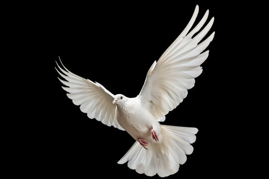 White dove flying on black background free Clipping path .international day of peace 