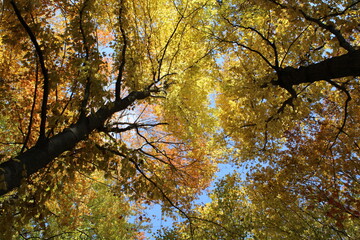 fall photos and dog