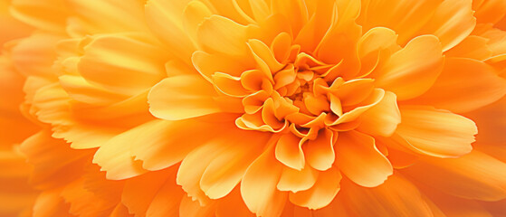 Fototapeta premium Close-up of Marigold petals.