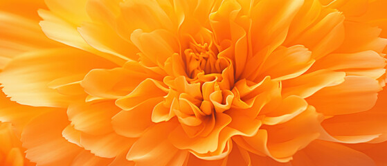 Close-up of Marigold petals.