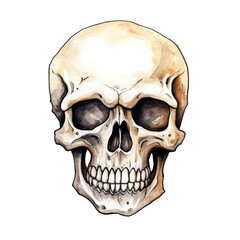 Obraz premium Human skull model isolated on white background. Watercolor illustration created with Generative Ai technology
