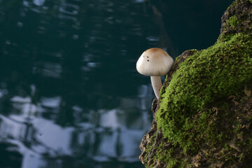 Gardening with running water and green leaves