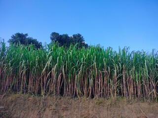 Obraz premium Sugarcane field farming village area 