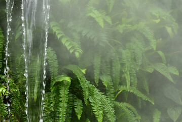 熱帯植物の緑の葉が生い茂った自然背景と滝