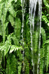 熱帯植物の緑の葉が生い茂った自然背景と滝