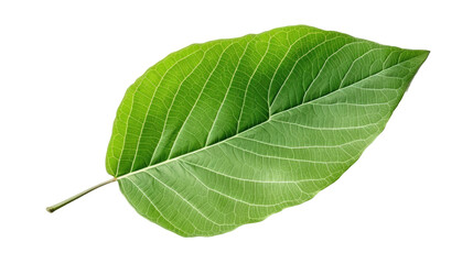 Tree green leaf on transparent background