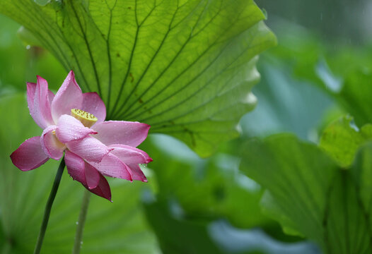 Midsummer rain lotus delicate and charming be about to drip