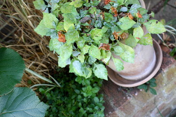 Mildew growing on fading sick dwarf Dahlia in autumn